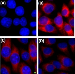 Biolegend Purified anti-IκB-α, Quantity: Each of 1