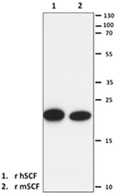 Biolegend Purified anti-SCF, Quantity: Each of 1