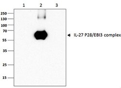 Biolegend Purified anti-IL-27/IL-35 EBI3, Quantity: Each of 1