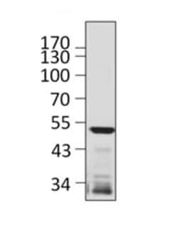 Biolegend Purified anti-Granzyme B, Quantity: Each of 1