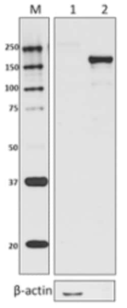 Biolegend Purified (azide-free) anti-E. coli RNA Polymerase β Prime, Quantity: