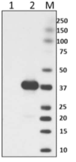 Biolegend Purified anti-E. coli RNA Polymerase α, Quantity: Each of 1