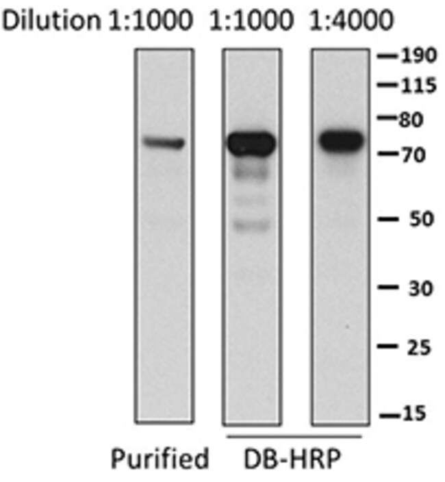 Biolegend DirectBlot HRP antiE. coli RNA Sigma 70, Quantity Each of