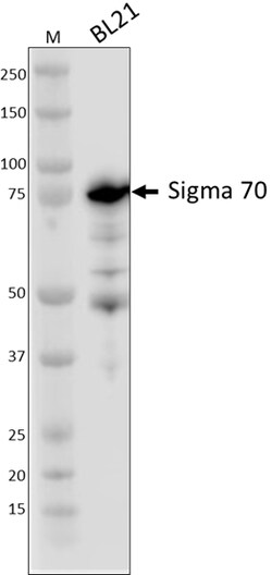 Biolegend Purified anti-E. coli RNA Sigma 70, Quantity: Each of 1
