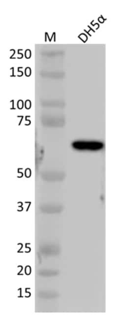 Biolegend Purified anti-E. coli RNA Sigma 54, Quantity: Each of 1