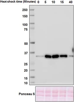 Biolegend Purified anti-E. coli RNA Sigma 32, Quantity: Each of 1