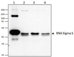 Biolegend Anti-E. coli RNA Sigma S, Quantity: Each of 1