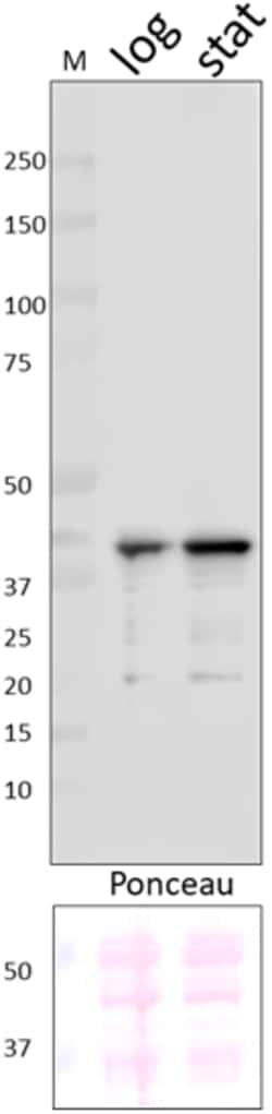 Biolegend Purified anti-E. coli RNA Sigma S, Quantity: Each of 1