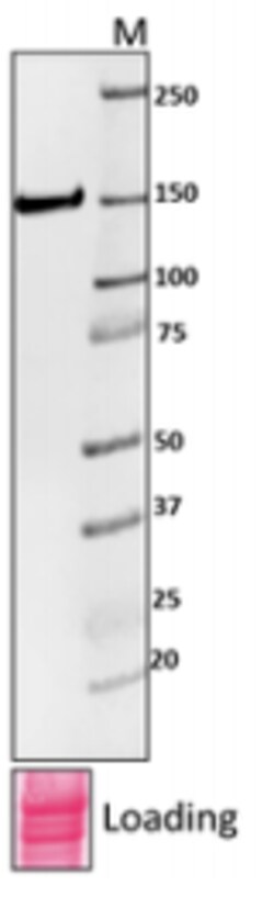 Biolegend Purified (azide-free) anti-E. coli RNA Polymerase β, Quantity: