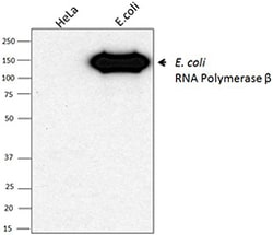 Biolegend Direct-Blot HRP anti-E. coli RNA Polymerase β, Quantity: Each
