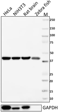 Biolegend Purified anti-β-actin, Quantity: Each of 1