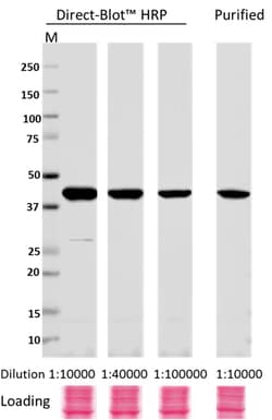 Biolegend Direct-Blot HRP anti-β-actin, Quantity: Each of 1