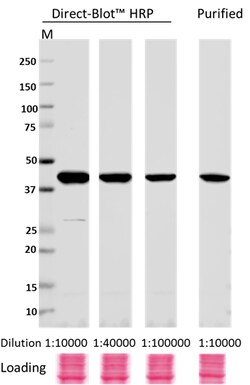 Biolegend Direct-Blot HRP anti-β-actin, Quantity: Each of 1