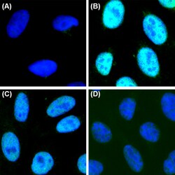 Biolegend Alexa Fluor 488 anti-RNA Polymerase II RPB1, Quantity: Each of