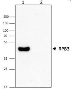 Biolegend Purified (azide-free) anti-RNA Polymerase II RPB3, Quantity: