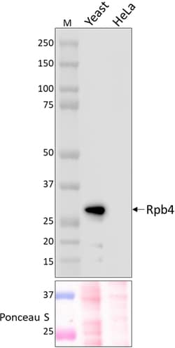 Biolegend Purified anti-RNA Polymerase II Rpb4, Quantity: Each of 1