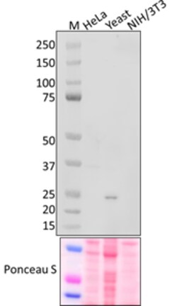 Biolegend Purified anti-RNA Polymerase II RPB5, Quantity: Each of 1