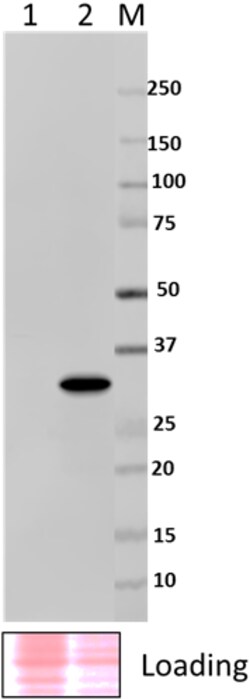 Biolegend Purified anti-Shiga toxin Stx2A, Quantity: Each of 1