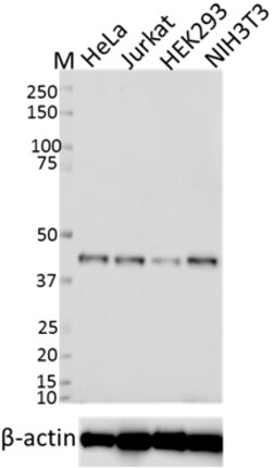 Biolegend Purified anti-SIRT7, Quantity: Each of 1