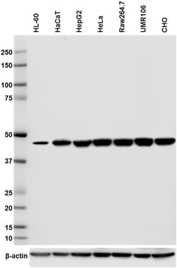 Biolegend Purified anti-eIF4A1, Quantity: Each of 1