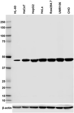 Biolegend Purified anti-eIF4A1, Quantity: Each of 1