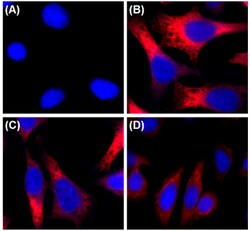 Biolegend Alexa Fluor 594 anti-eIF4A1, Quantity: Each of 1