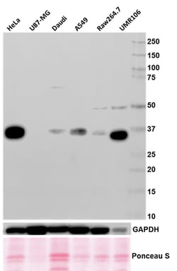 Biolegend Purified anti-ATF1, Quantity: Each of 1