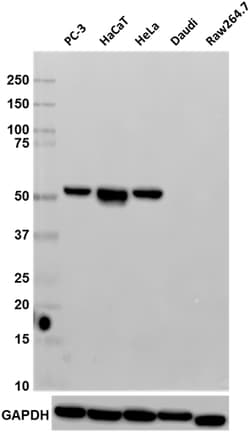 Biolegend Purified anti-MLKL, Quantity: Each of 1