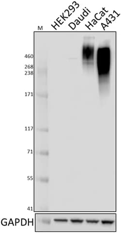 Biolegend Purified anti-CA125, Quantity: Each of 1