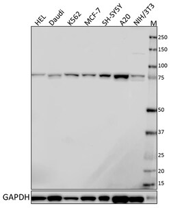 Biolegend Purified anti-PIK3R2, Quantity: Each of 1