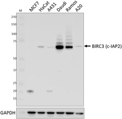 Biolegend Purified anti-BIRC3 (C-IAP2), Quantity: Each of 1