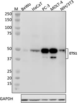Biolegend Purified anti-ETS1, Quantity: Each of 1