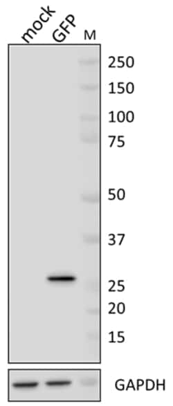 Biolegend Purified anti-GFP, Quantity: Each of 1