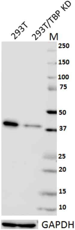 Biolegend Purified anti-Tata Binding Protein, Quantity: Each of 1