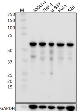 Biolegend Purified anti-METTL14, Quantity: Each of 1