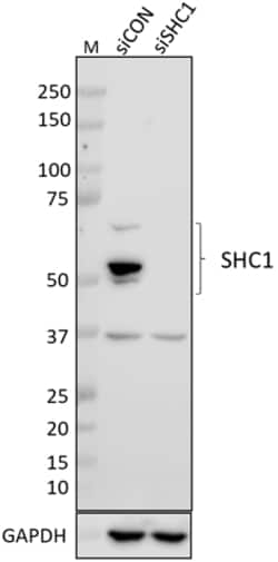 Biolegend Purified anti-SHC1, Quantity: Each of 1
