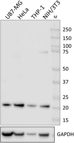 Biolegend Purified anti-Skp1, Quantity: Each of 1