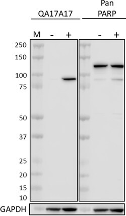 Biolegend Purified anti-Cleaved PARP (Asp214) Recombinant, Quantity: Each