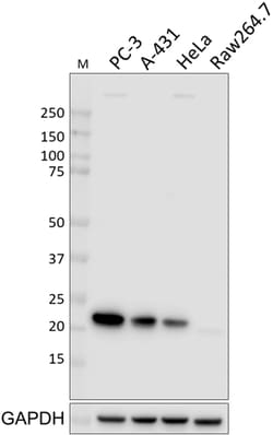 Biolegend Purified anti-Cyclophilin D, Quantity: Each of 1