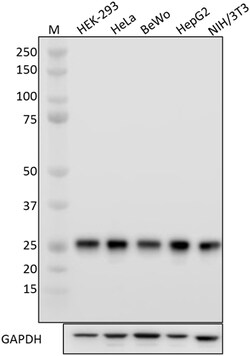 Biolegend Purified anti-PSMA6, Quantity: Each of 1
