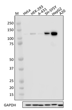 Biolegend Purified anti-EML4, Quantity: Each of 1