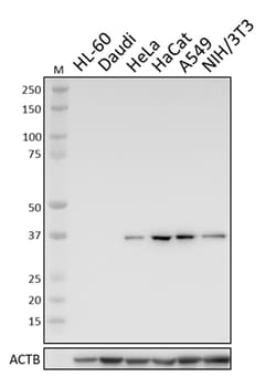 Biolegend Purified anti-Annexin A2, Quantity: Each of 1