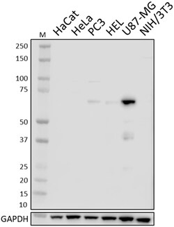 Biolegend Purified anti-SH2B3 (LNK), Quantity: Each of 1