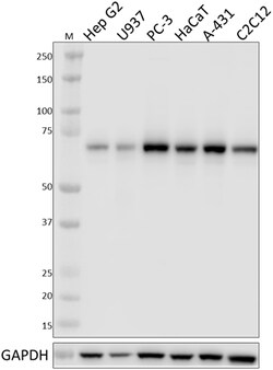 Biolegend Purified anti-PKCι, Quantity: Each of 1