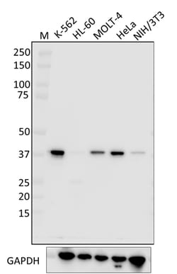 Biolegend Purified anti-UFD1, Quantity: Each of 1