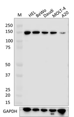 Biolegend Purified anti-HYOU1, Quantity: Each of 1
