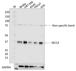 Biolegend Purified anti-SEC13, Quantity: Each of 1