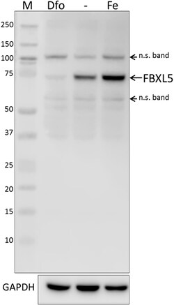 Biolegend Purified anti-FBXL5, Quantity: Each of 1