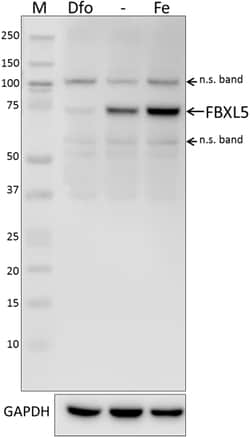 Biolegend Purified anti-FBXL5, Quantity: Each of 1