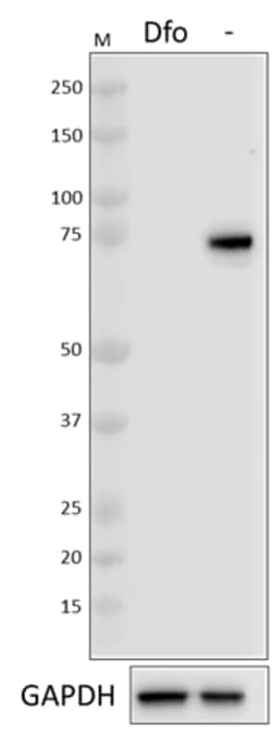 Biolegend Purified anti-FBXL5, Quantity: Each of 1